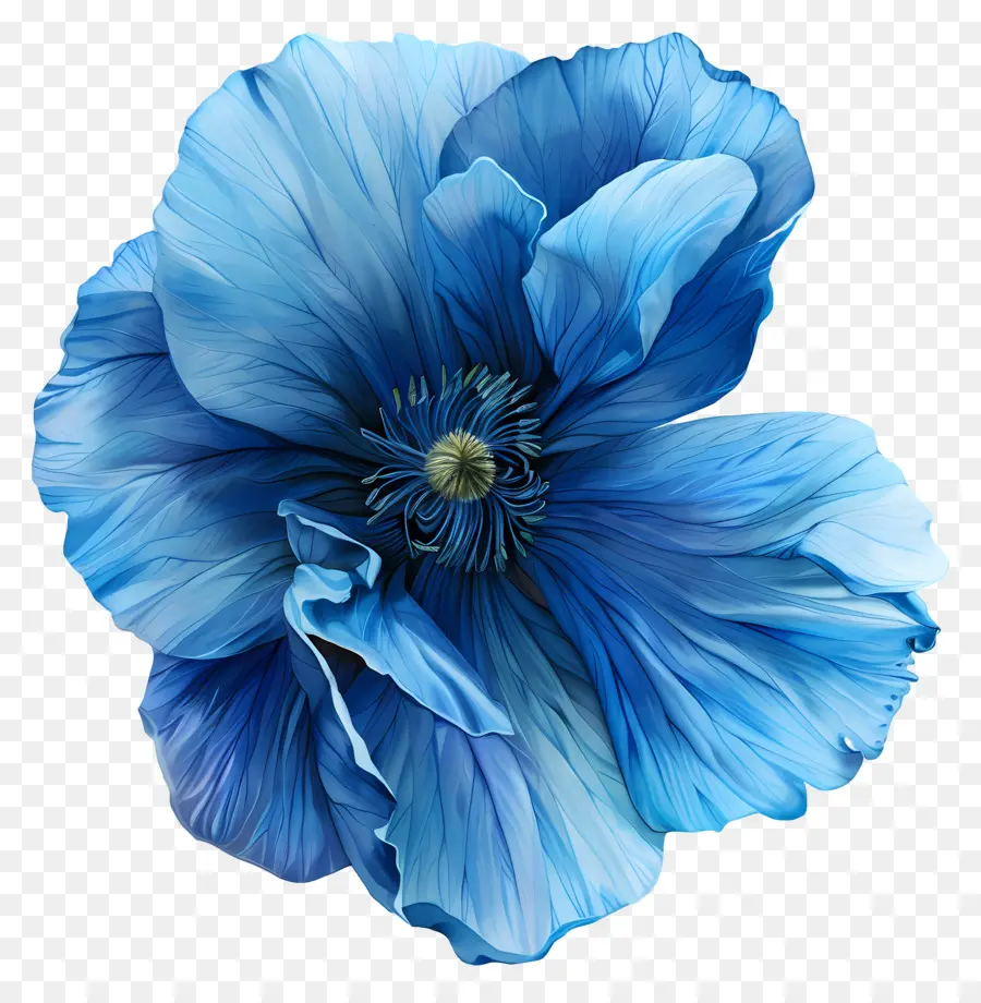 Fleur Bleue，De Pavot Bleu PNG