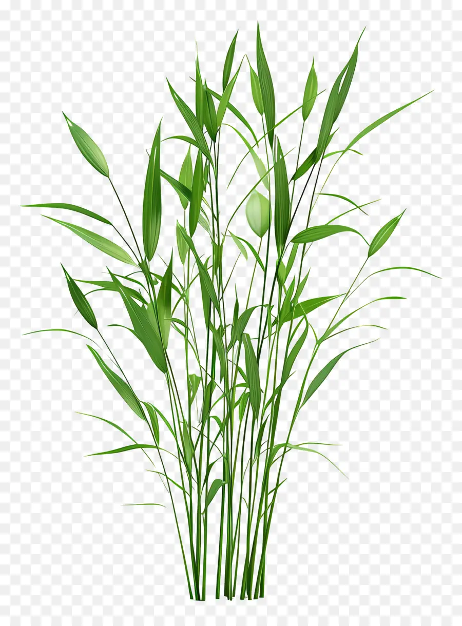 Reed，Plante PNG