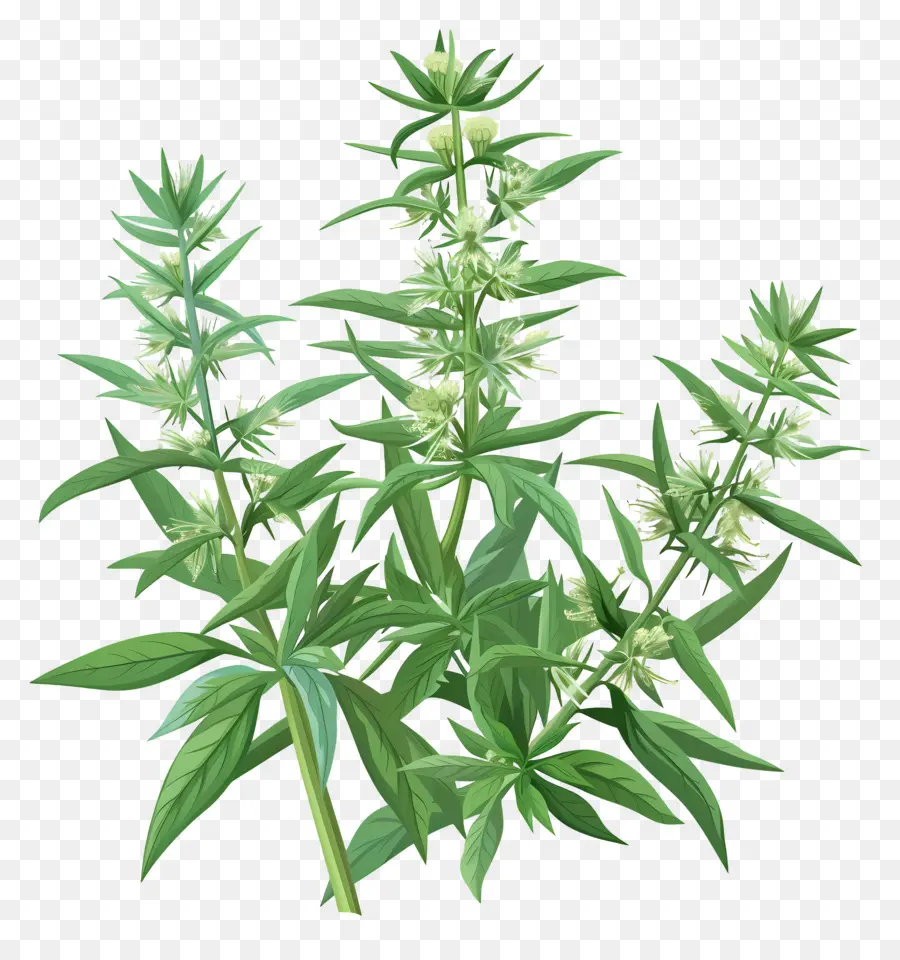 Armoise，Plante De Cannabis PNG