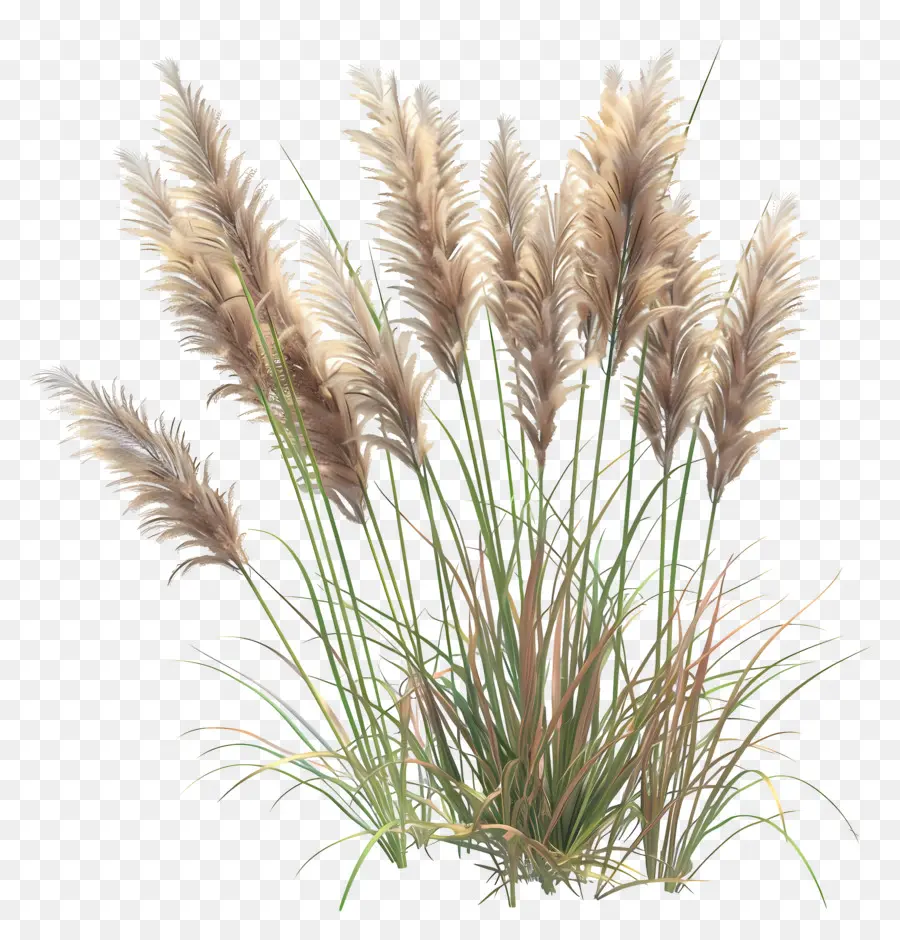 Reed，Plante Verte PNG