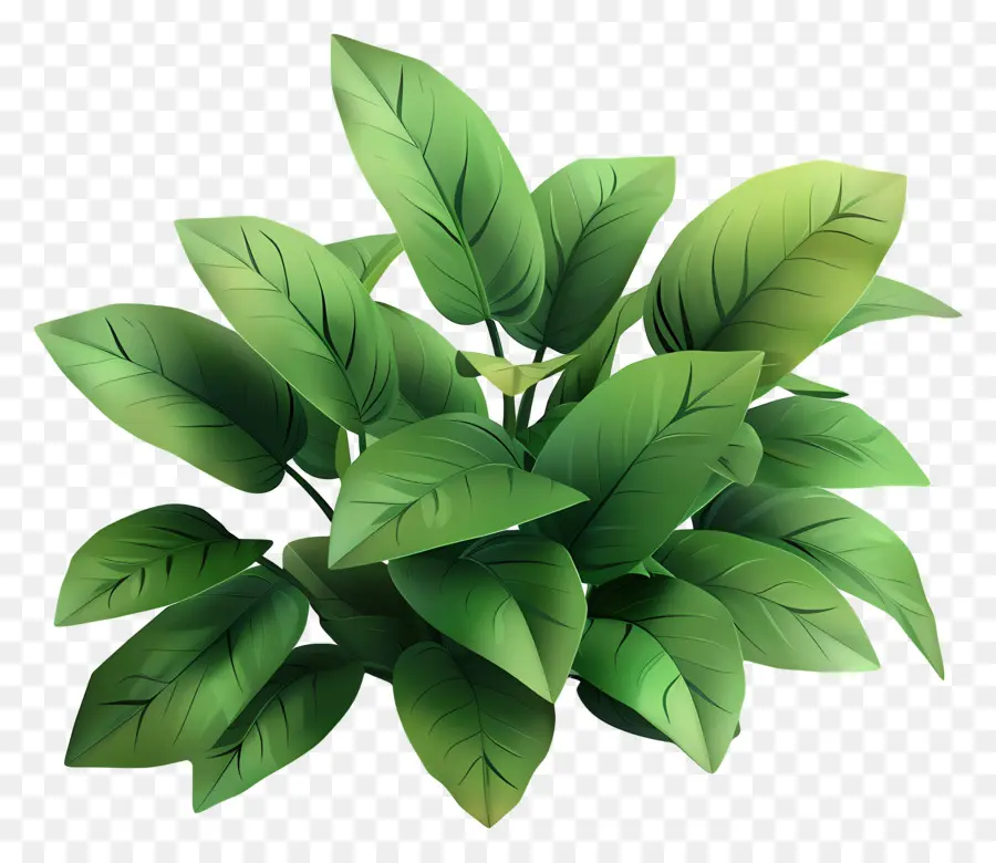 Verdure Végétale，Plante Verte PNG