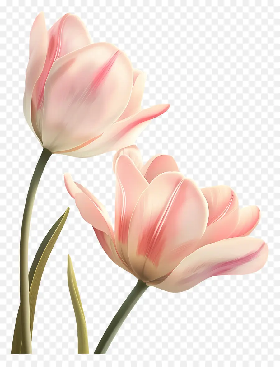 Les Tulipes，Tulipes Roses PNG