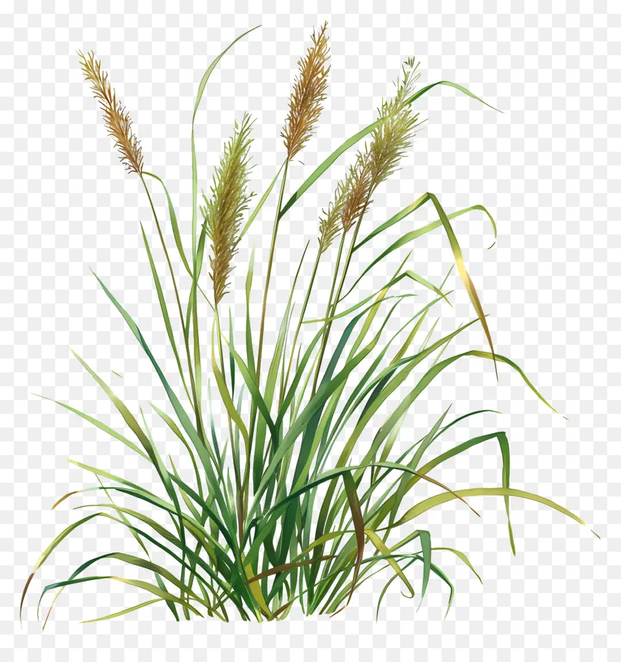 Calamus，Blé PNG