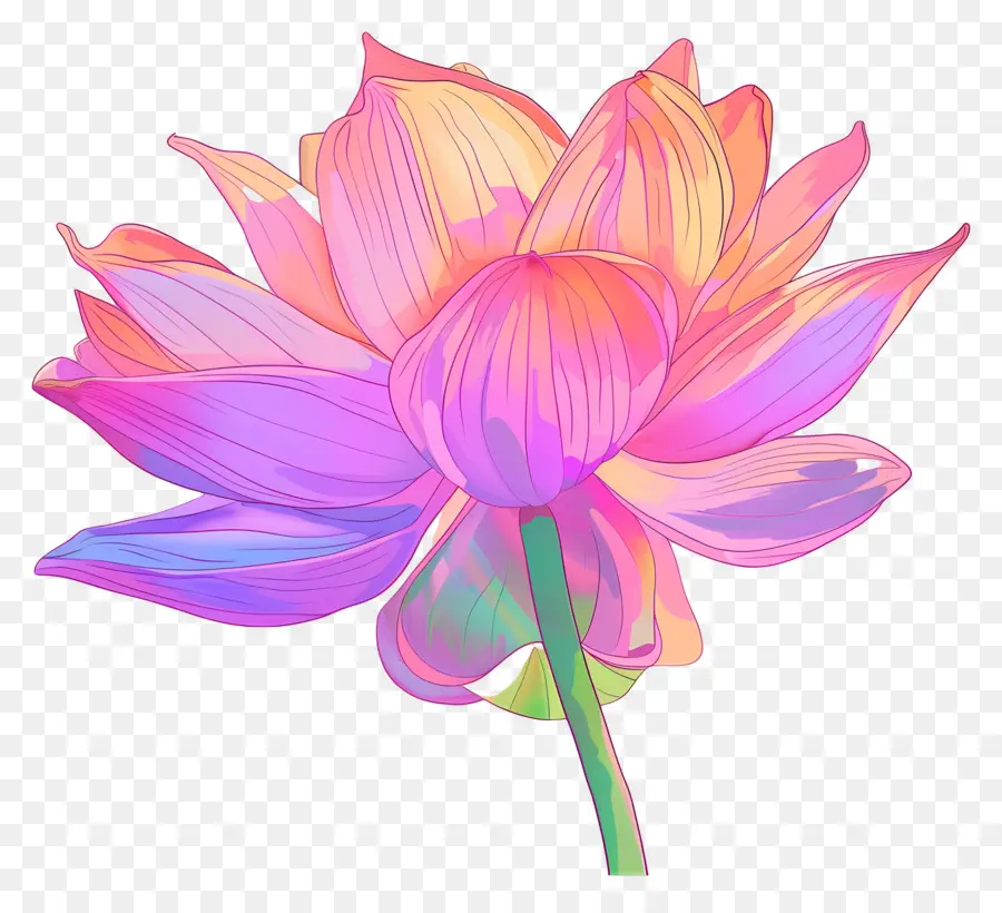 Fleur De Lotus，Rose PNG