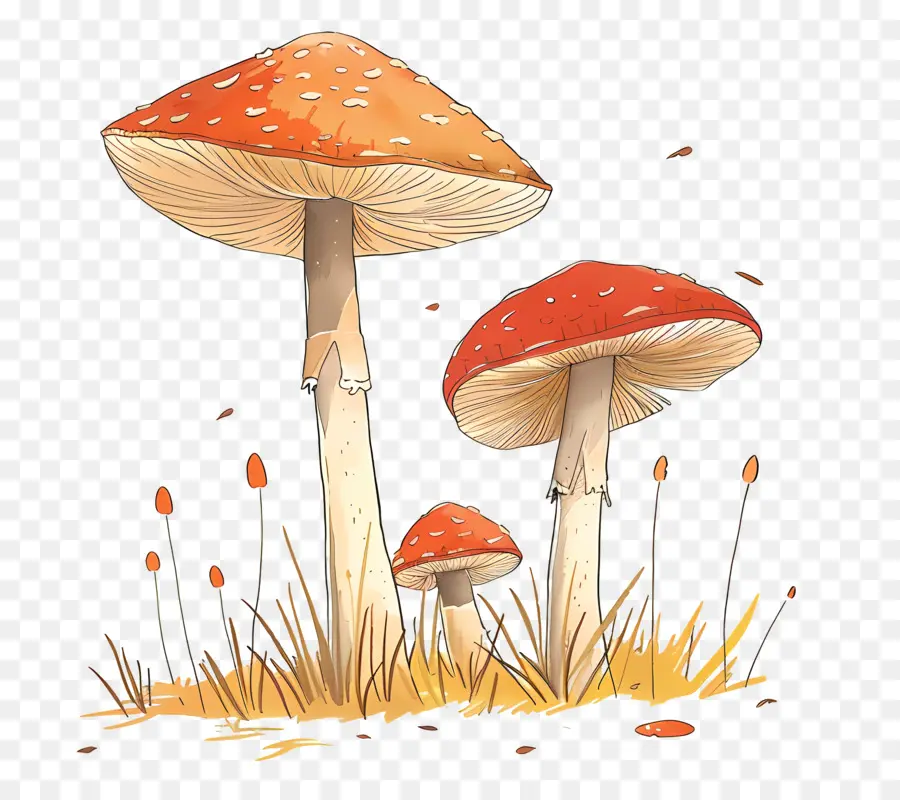 Champignons，Champignons Rouges PNG