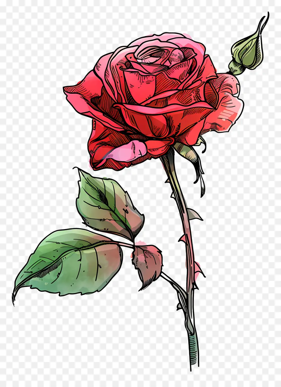 Rose，Rose Rouge PNG