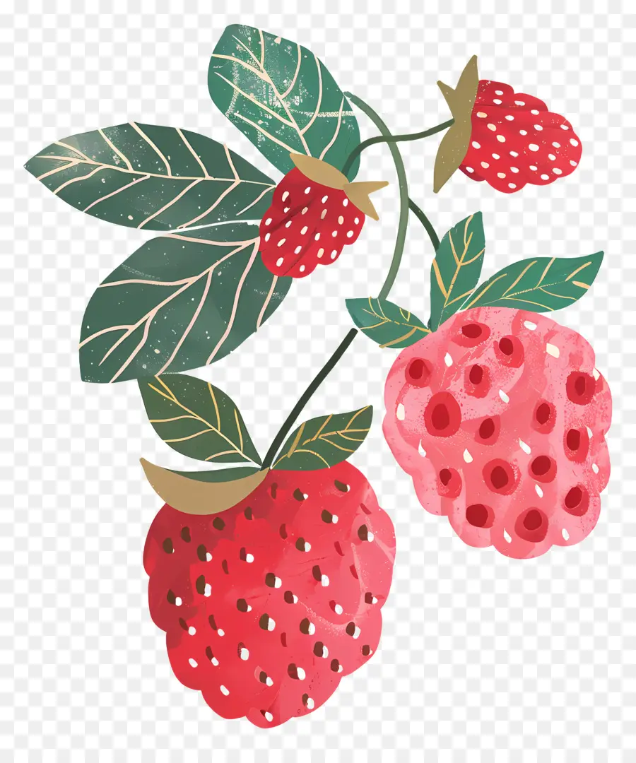 Framboises，Fruits PNG