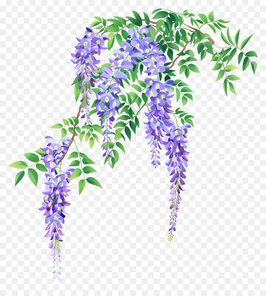 Vigne De Glycine，Fleurs De Glycine PNG