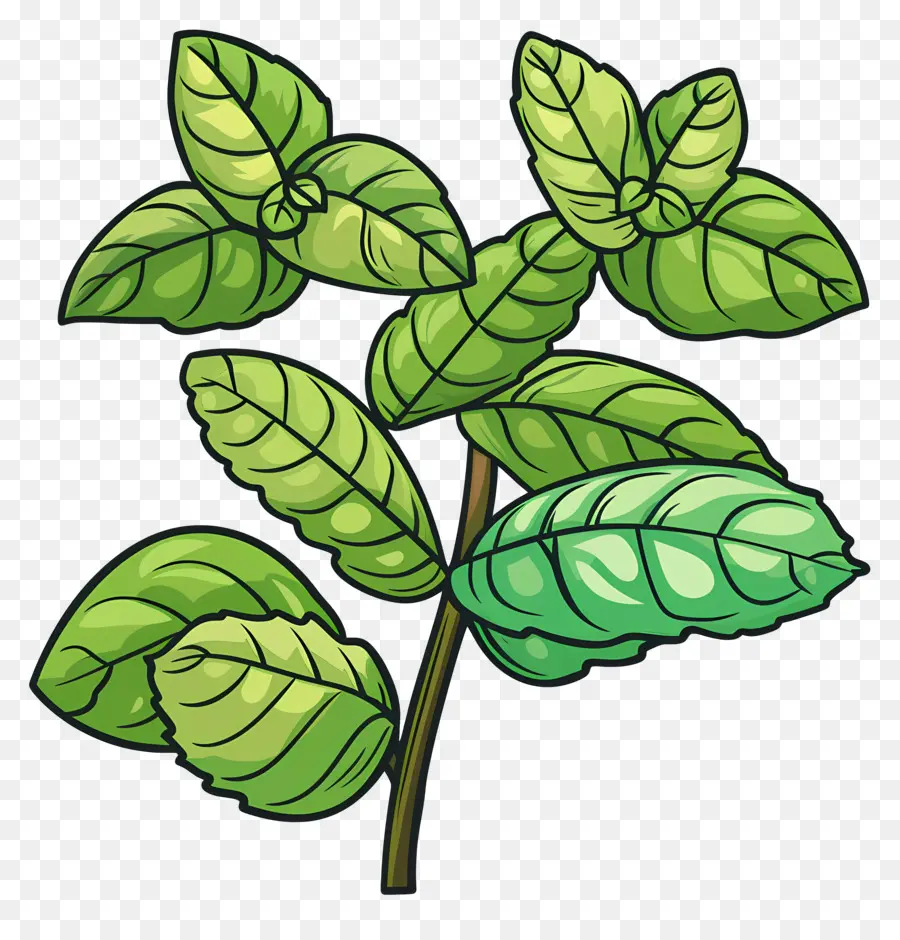 Feuilles De Menthe，Feuilles De Basilic PNG