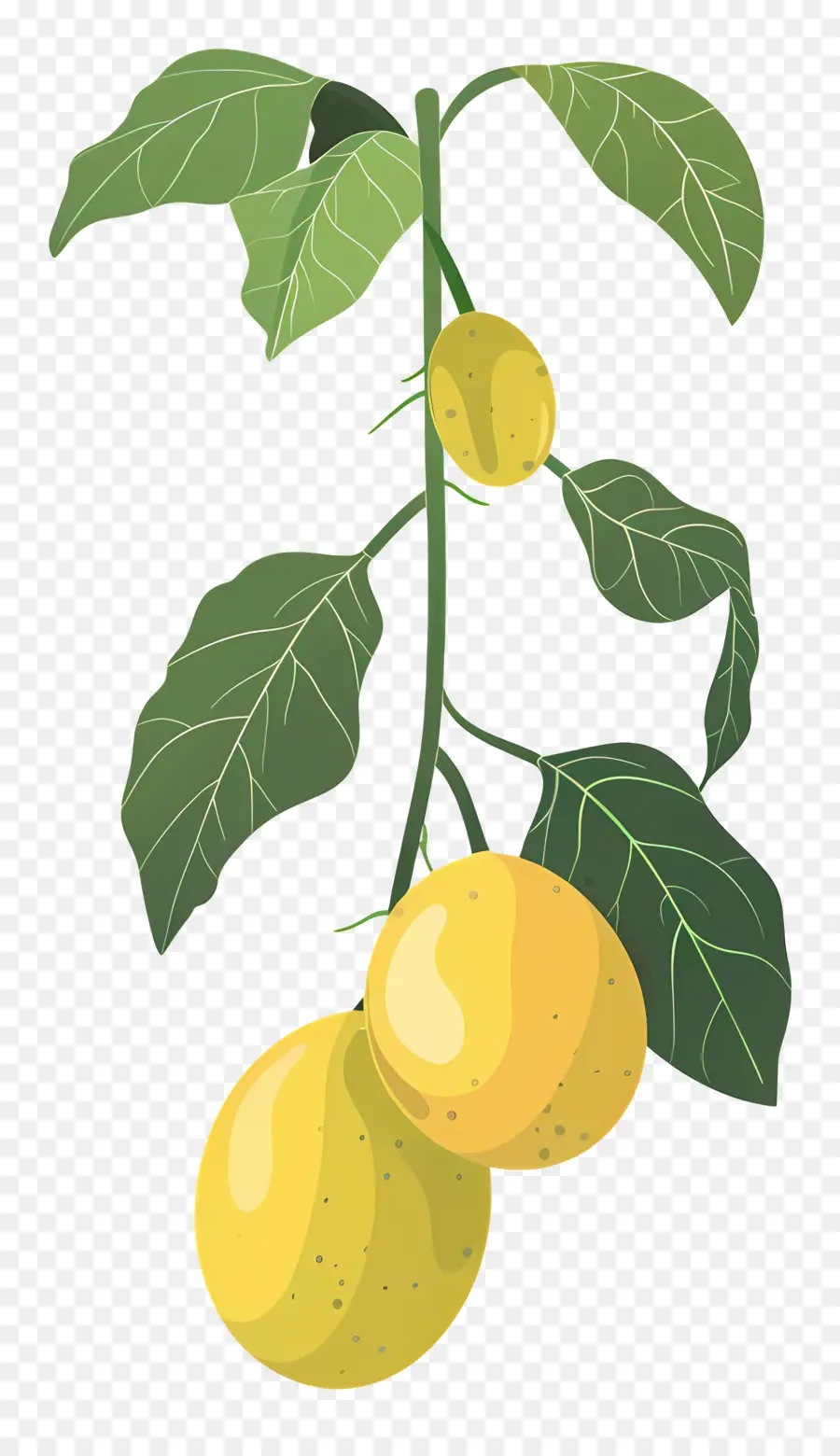 Fruit，Citron PNG