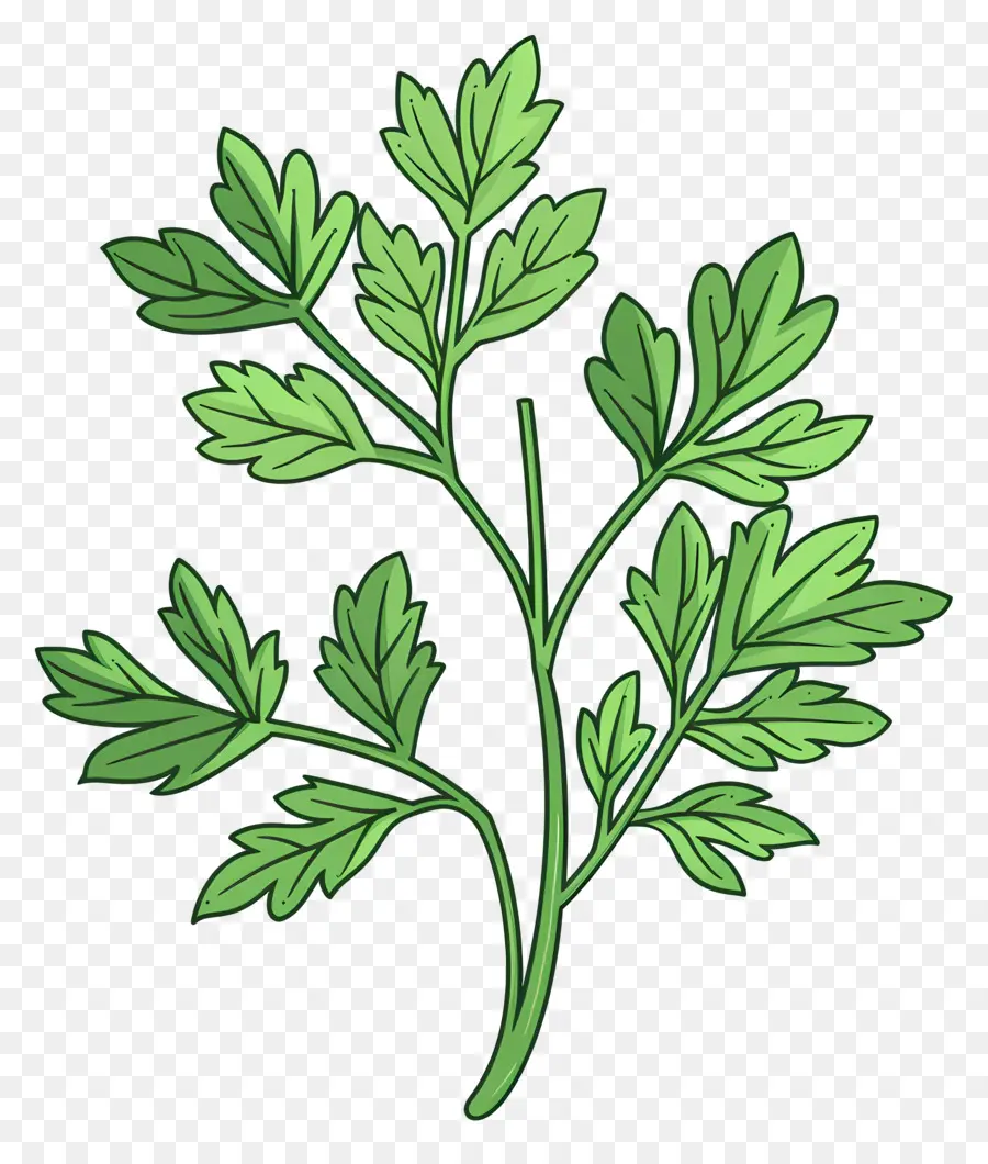 Feuilles De Persil，Plante PNG