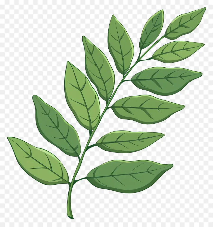 Les Feuilles De Cari，Plante Verte PNG