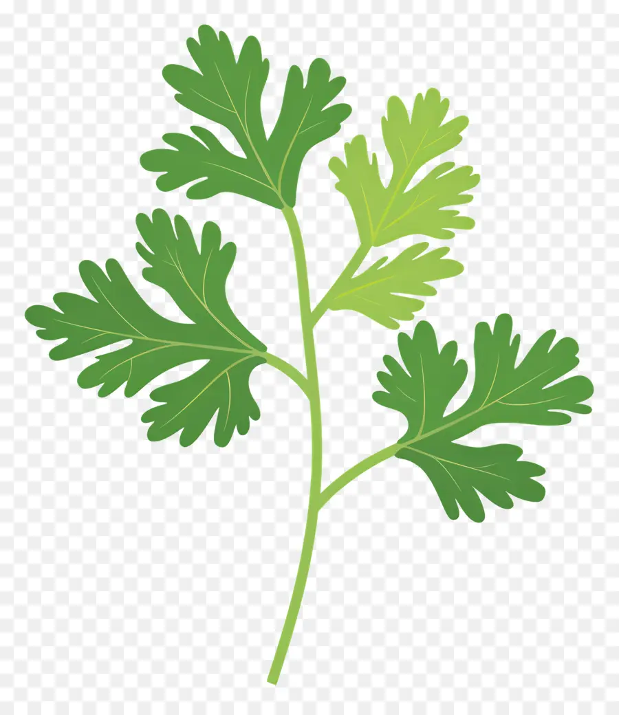 Feuilles De Coriandre，Plante PNG