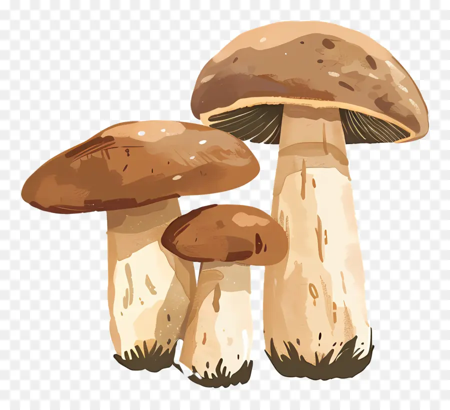 Champignon Shiitake，Champignons PNG