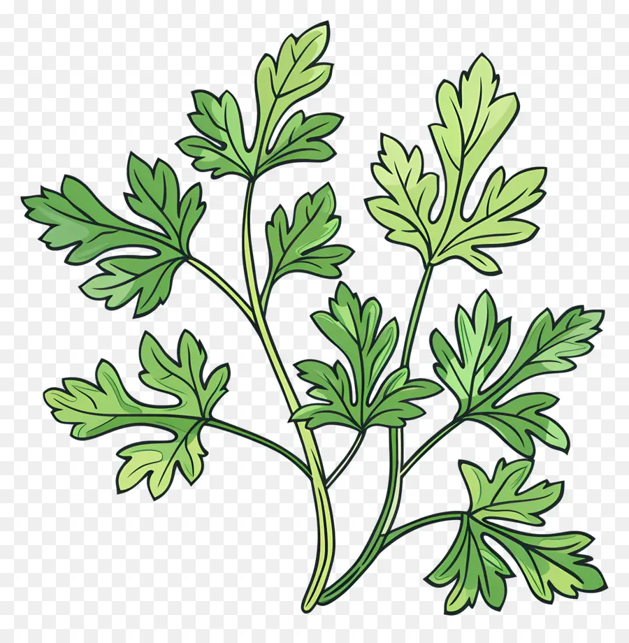 Feuilles De Persil，Plante PNG