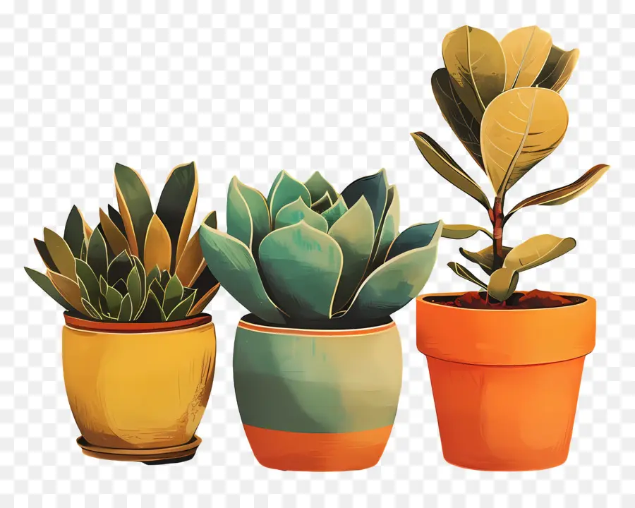 Plantes Succulentes，Pots PNG