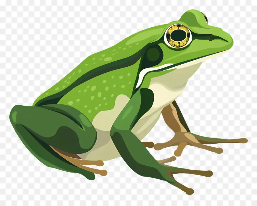 Grenouille，Grenouille Verte PNG