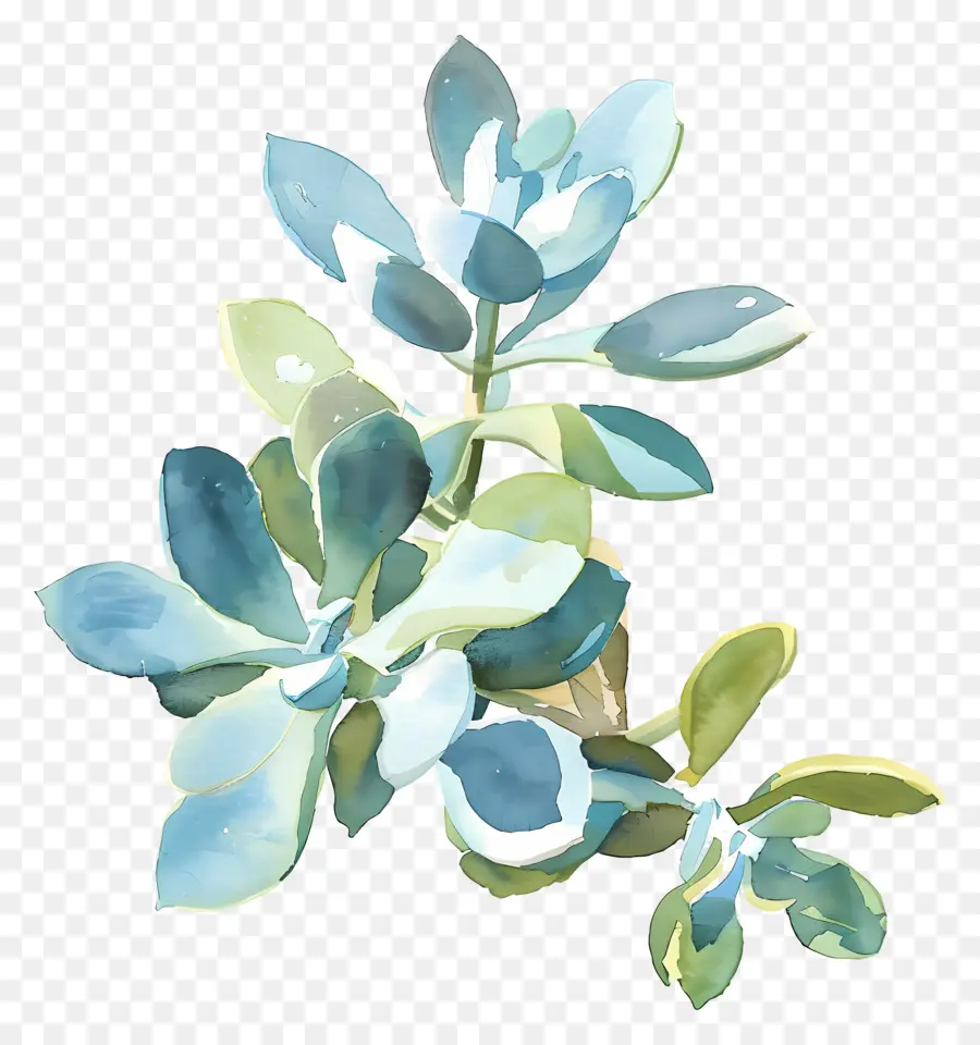 Les Plantes Succulentes，Fleur Peinture PNG