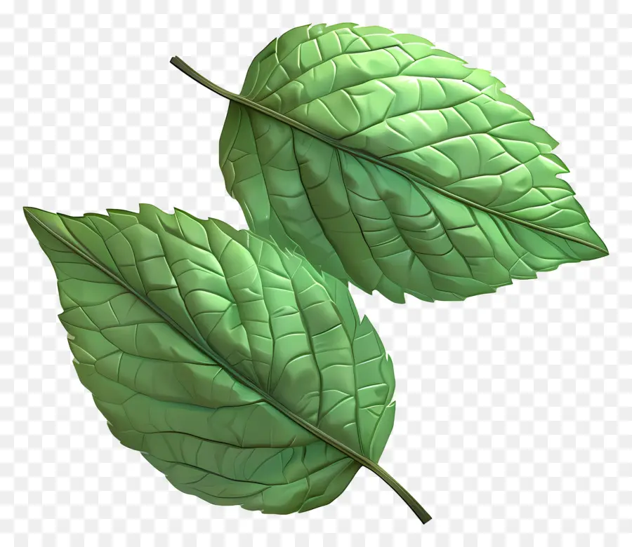 Feuille Verte，Feuilles Vertes PNG