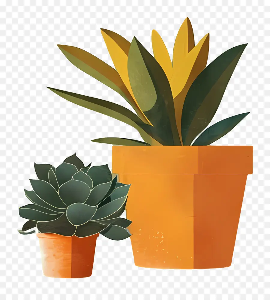 Les Plantes Succulentes，Succulentes PNG