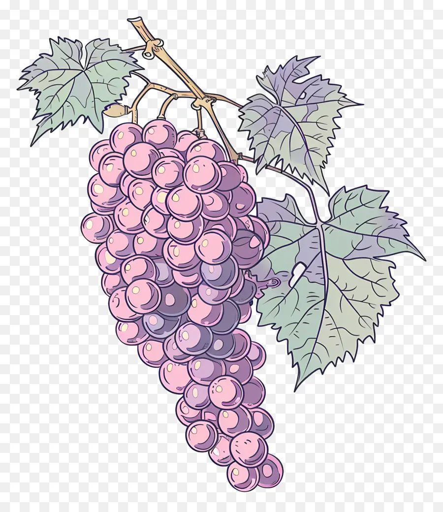 Vigne，Raisins PNG