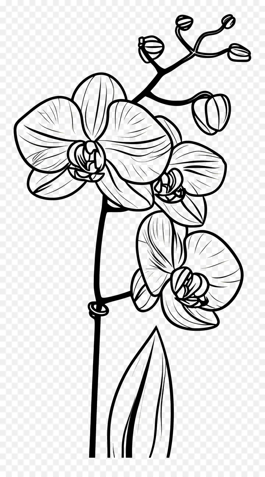 Orchidée，Plage PNG