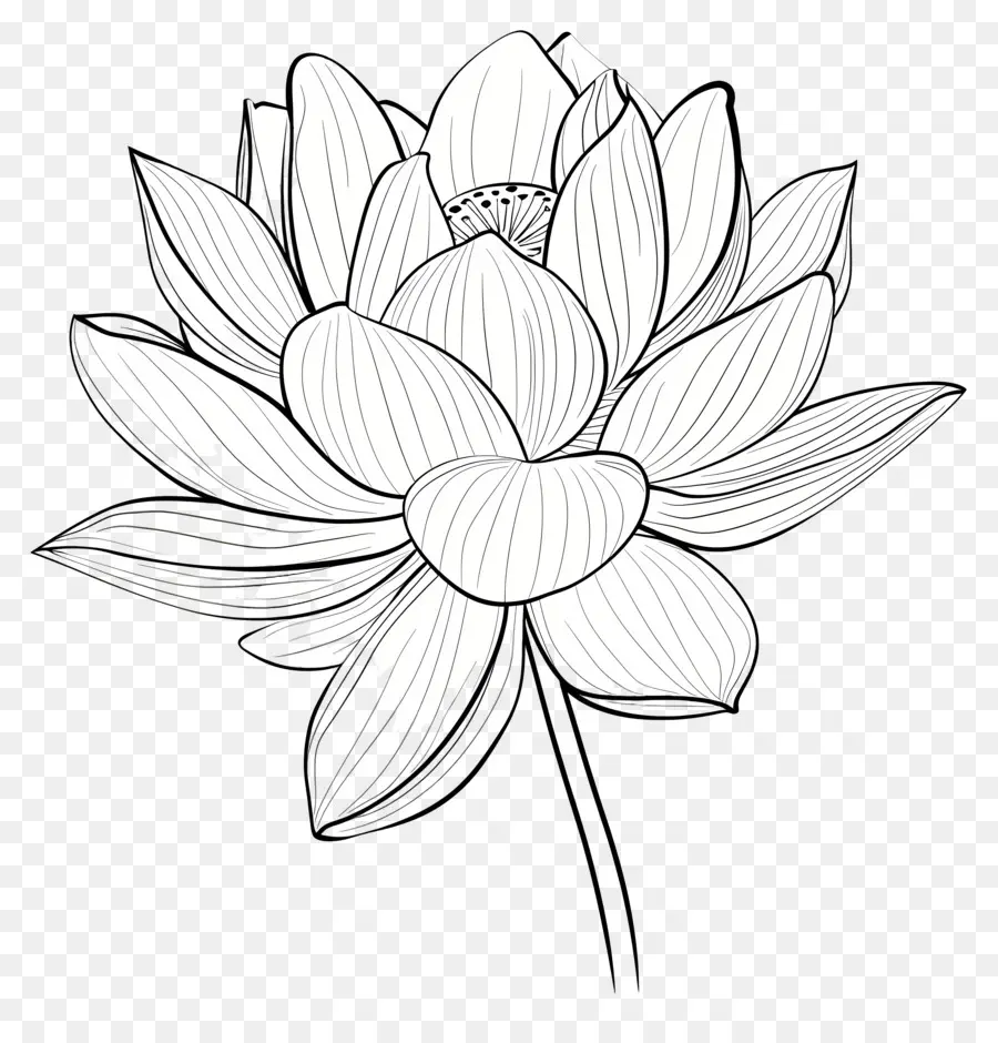 Lotus，Dessin De Fleur De Lotus PNG