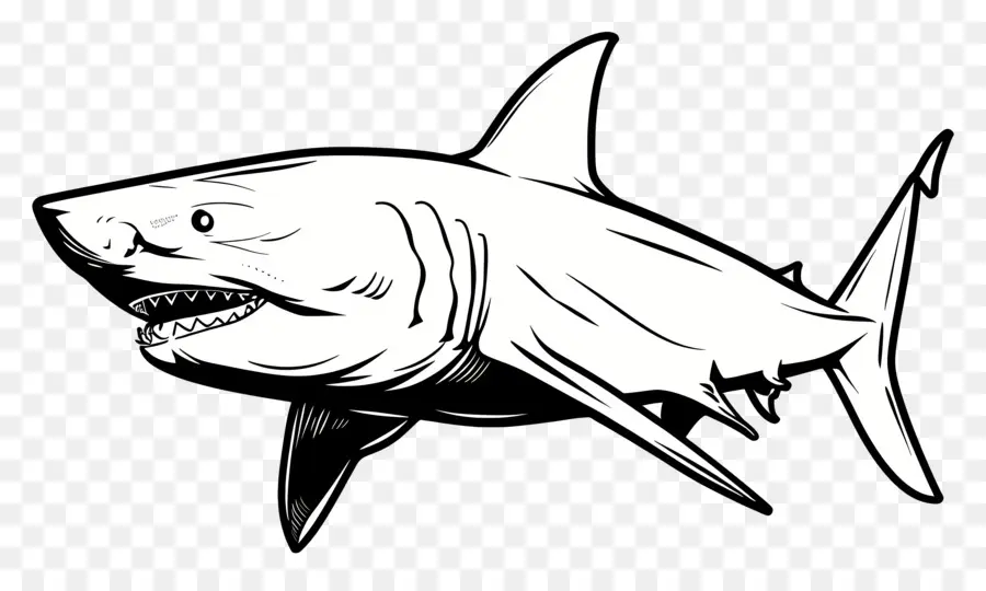 Un Dessin Au Trait，Requin PNG