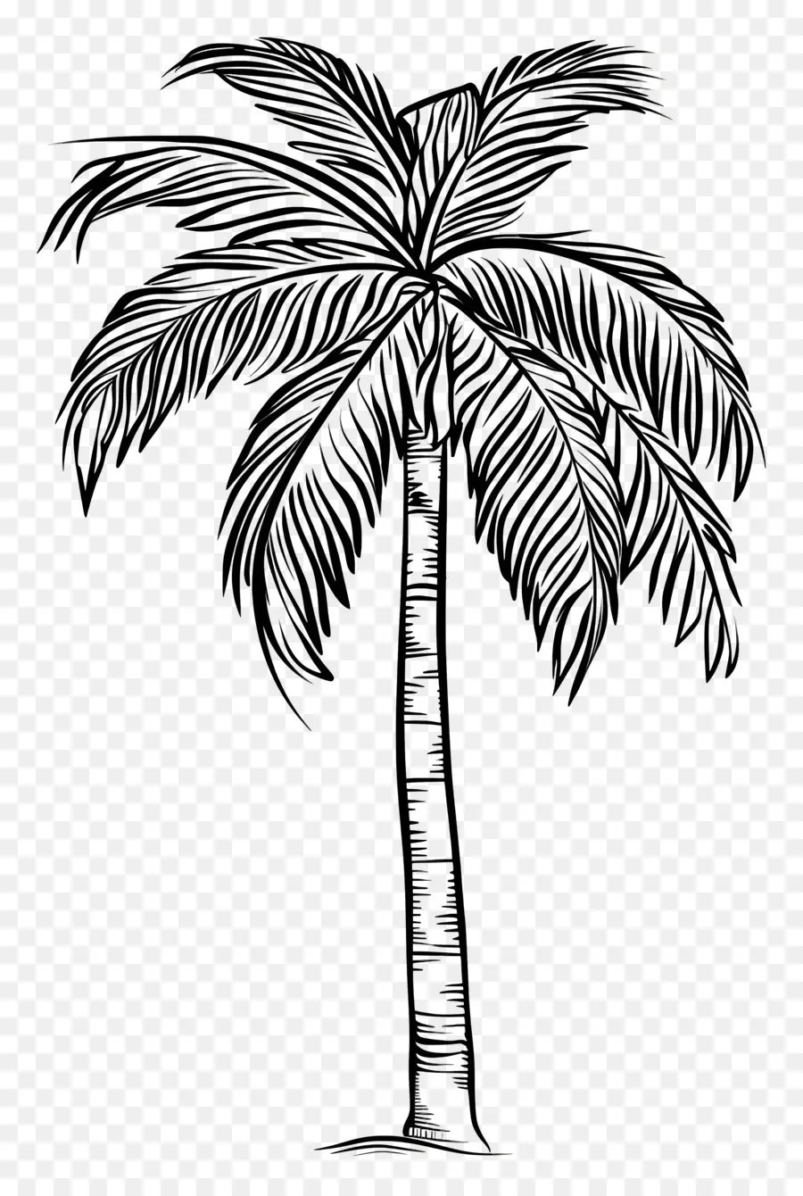Palm，Palmier PNG