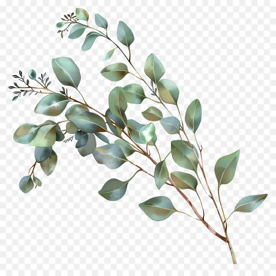 Brin D'eucalyptus，Branche PNG