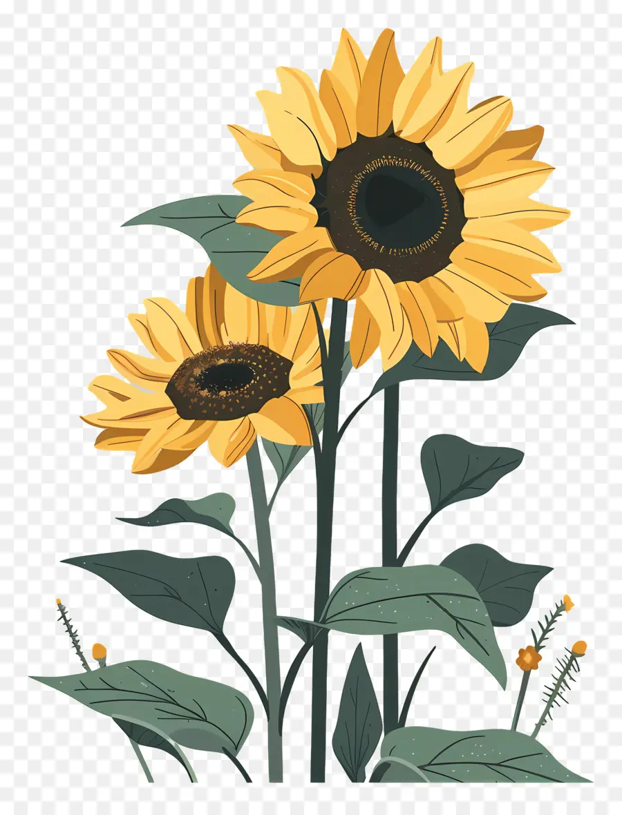 Tournesols，Tournesol PNG