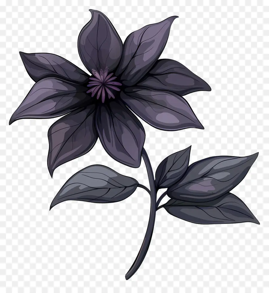 Fleur，Fleur Noire PNG