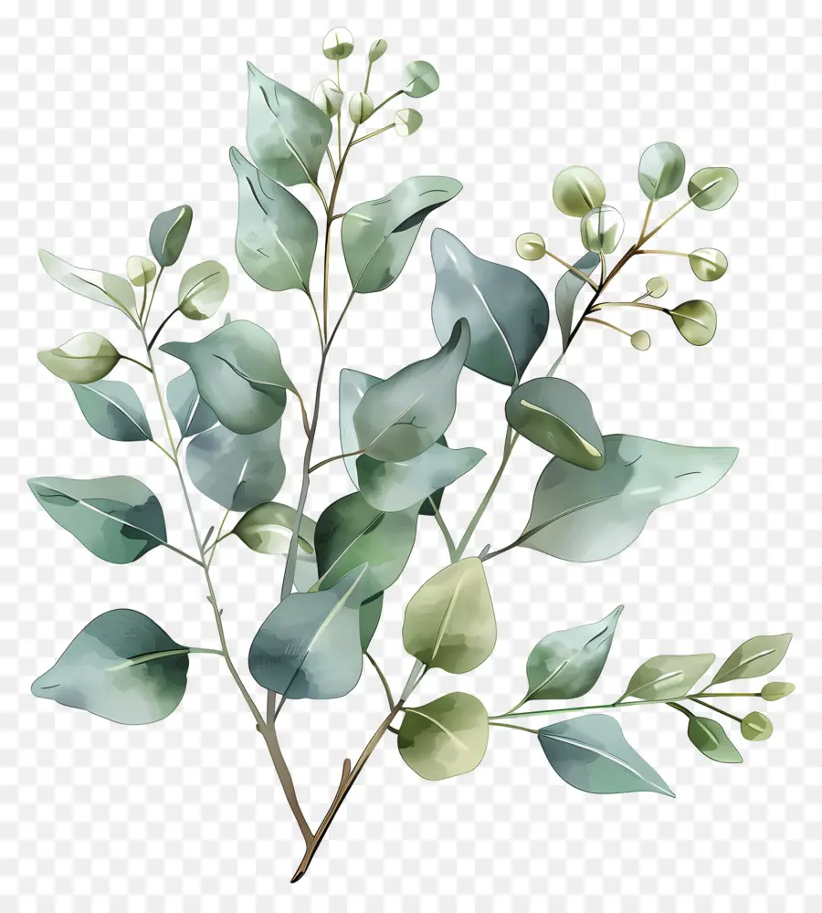 Eucalyptus，Arbre D'eucalyptus PNG