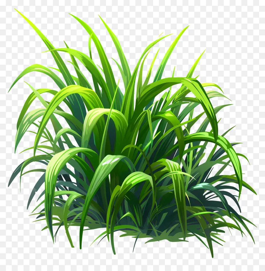 Verdure De L'herbe，Plante Verte PNG