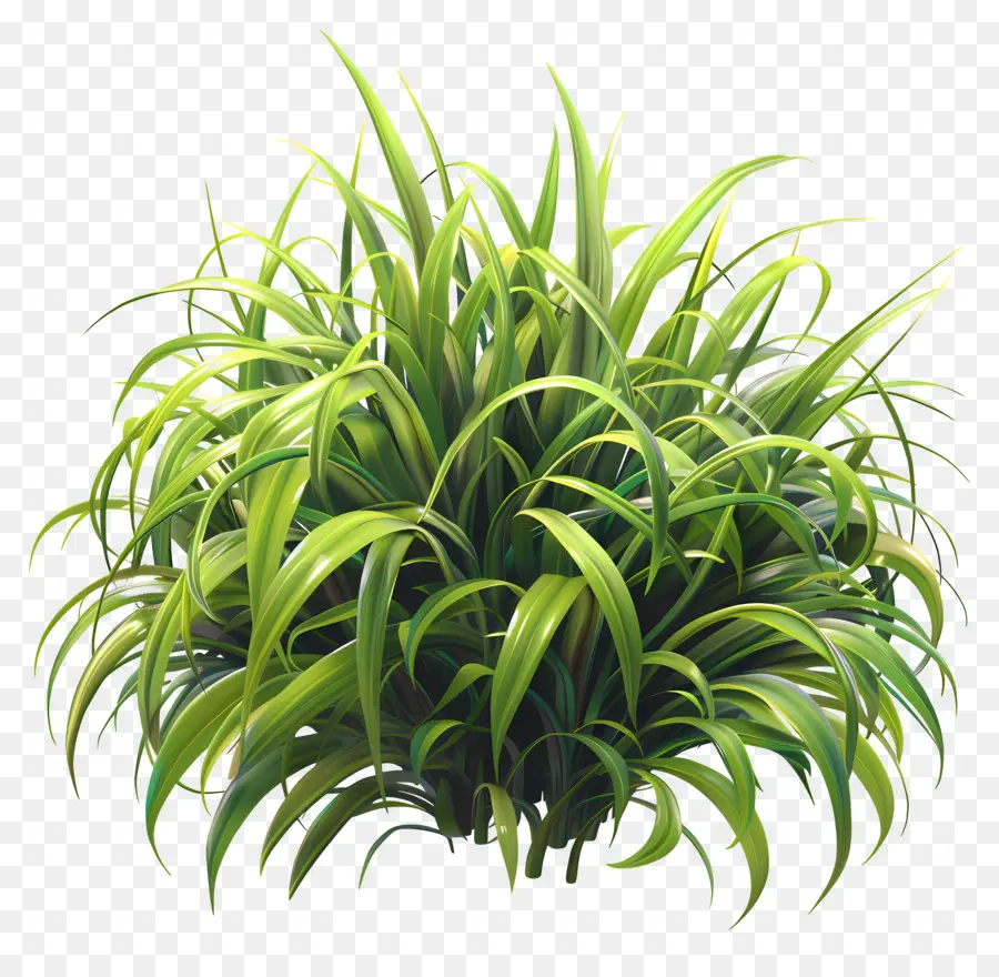 Verdure De L'herbe，Plante PNG