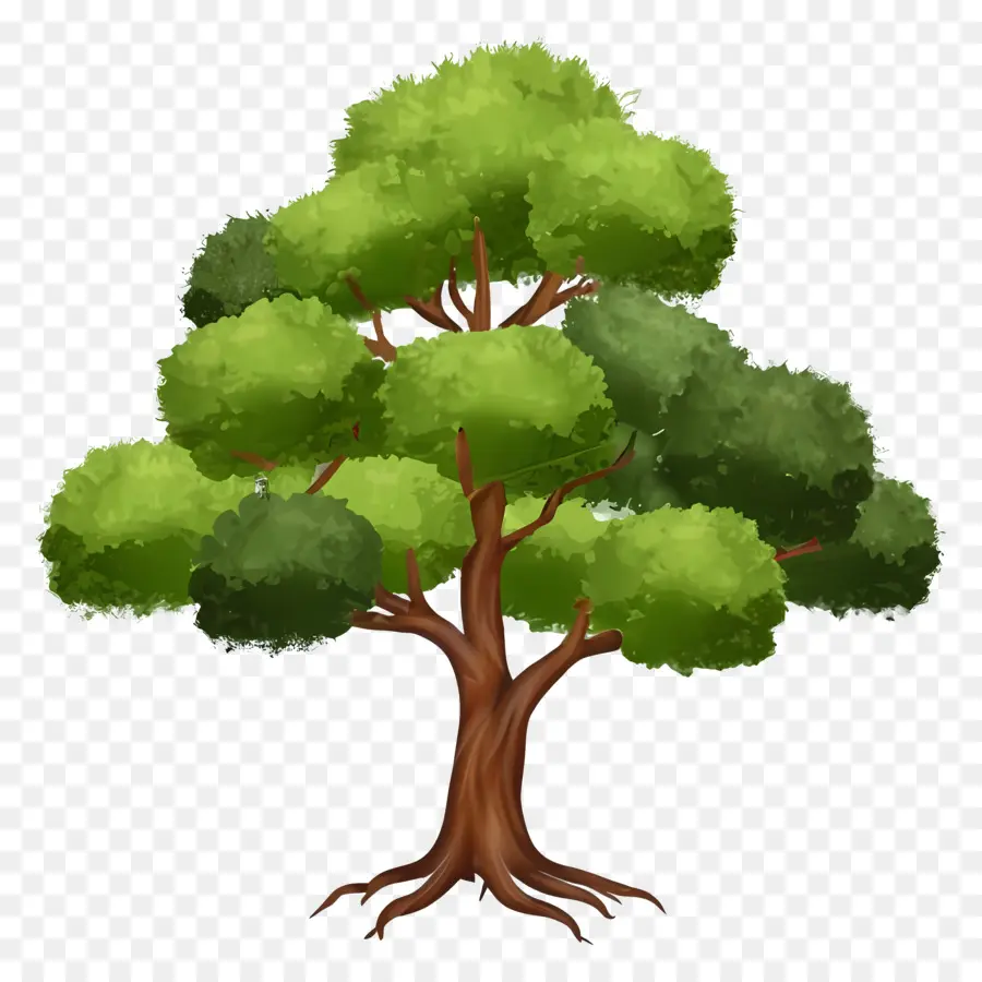 Arbre Vert，Arbre PNG