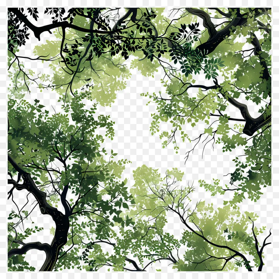 Couvert Forestier，Couvert Des Arbres PNG