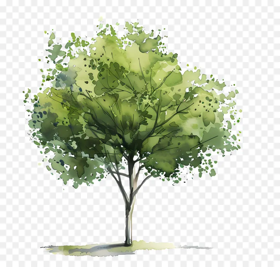 Arbre Vert，Arbre PNG