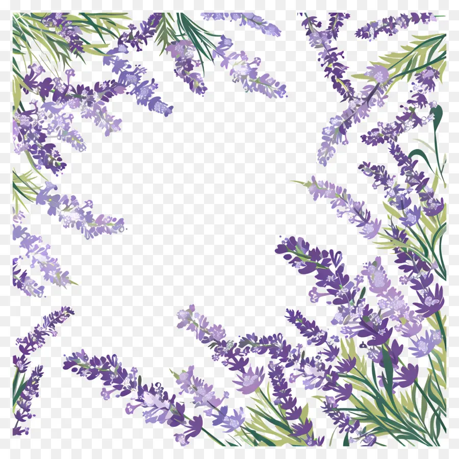 Illustration Peinte à La Main，Fleurs De Lavande PNG