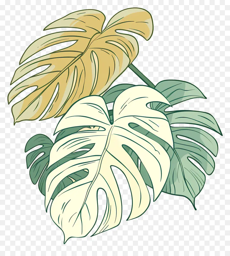 Monstera，Feuilles Tropicales PNG