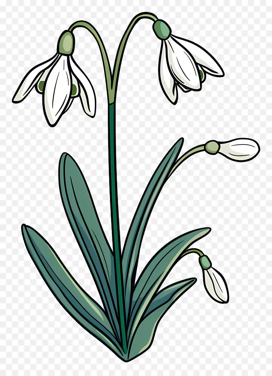 Perce Neige, De La Fleur，Pétales Blancs PNG