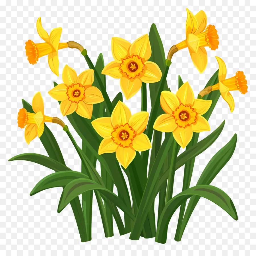 Jonquilles Jaunes，Les Jonquilles PNG