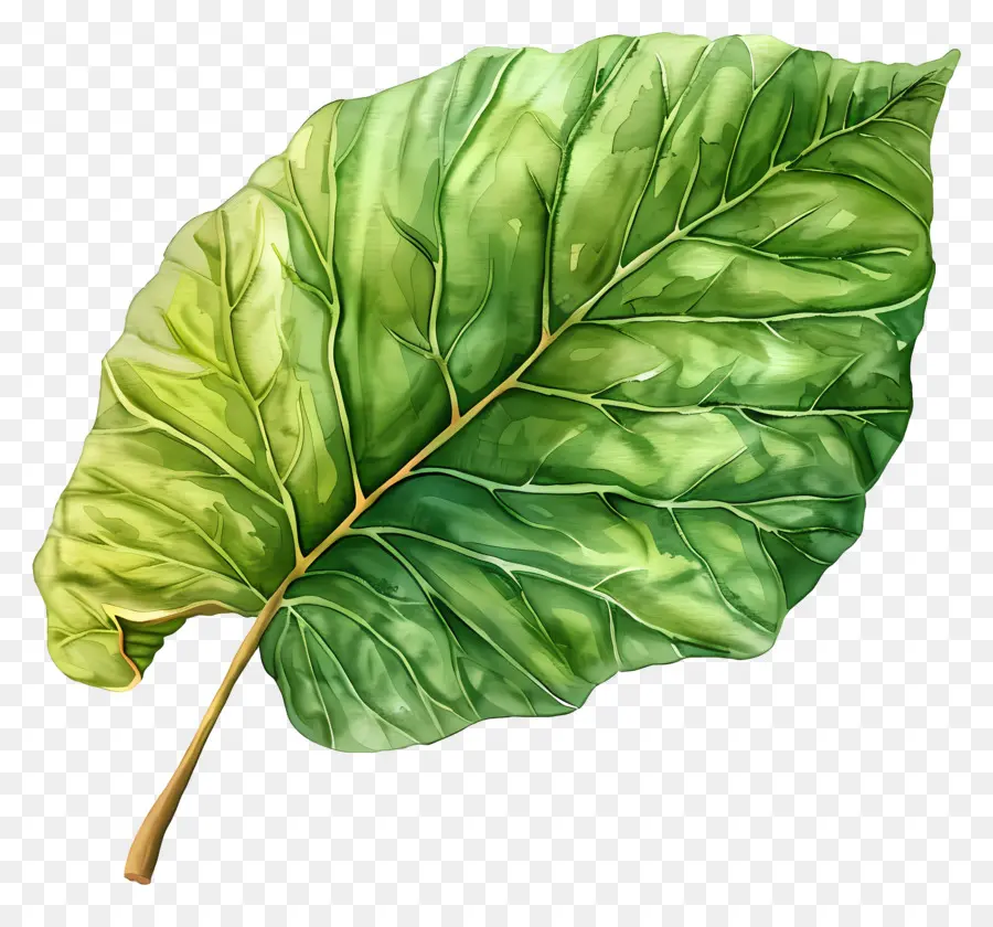 Feuille Verte，Usine PNG