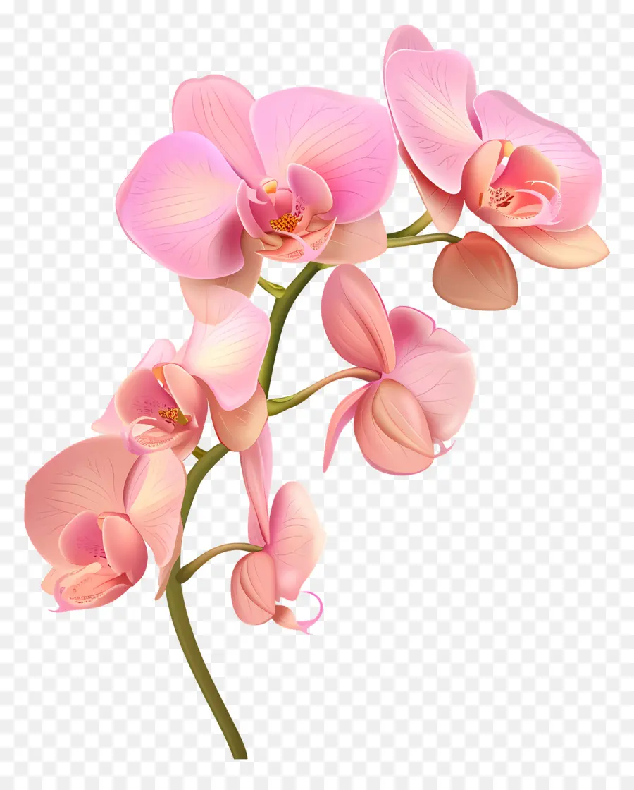 Fleur D'orchidée Rose，Les Orchidées PNG