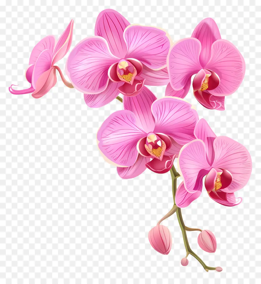 Fleur D'orchidée Rose，Orchidée Rose PNG