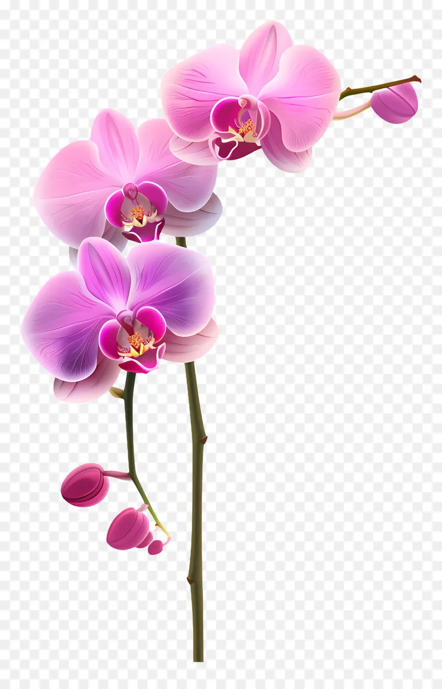 Fleur D'orchidée Rose，Orchidée Rose PNG
