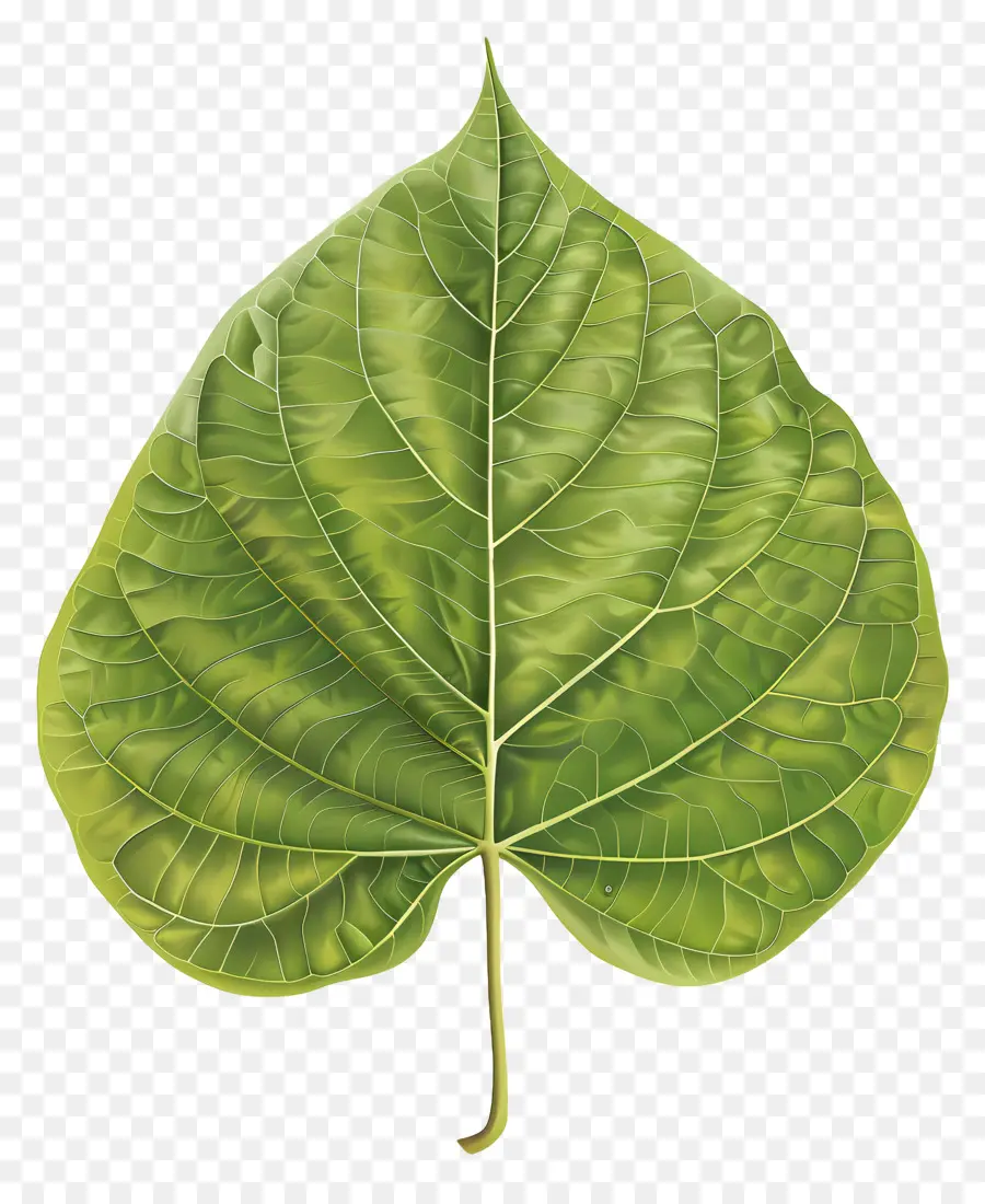 Feuille D'arbre Bodhi，Feuille Verte PNG