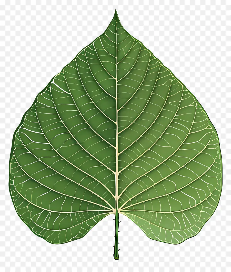 Feuille D'arbre Bodhi，Feuille PNG