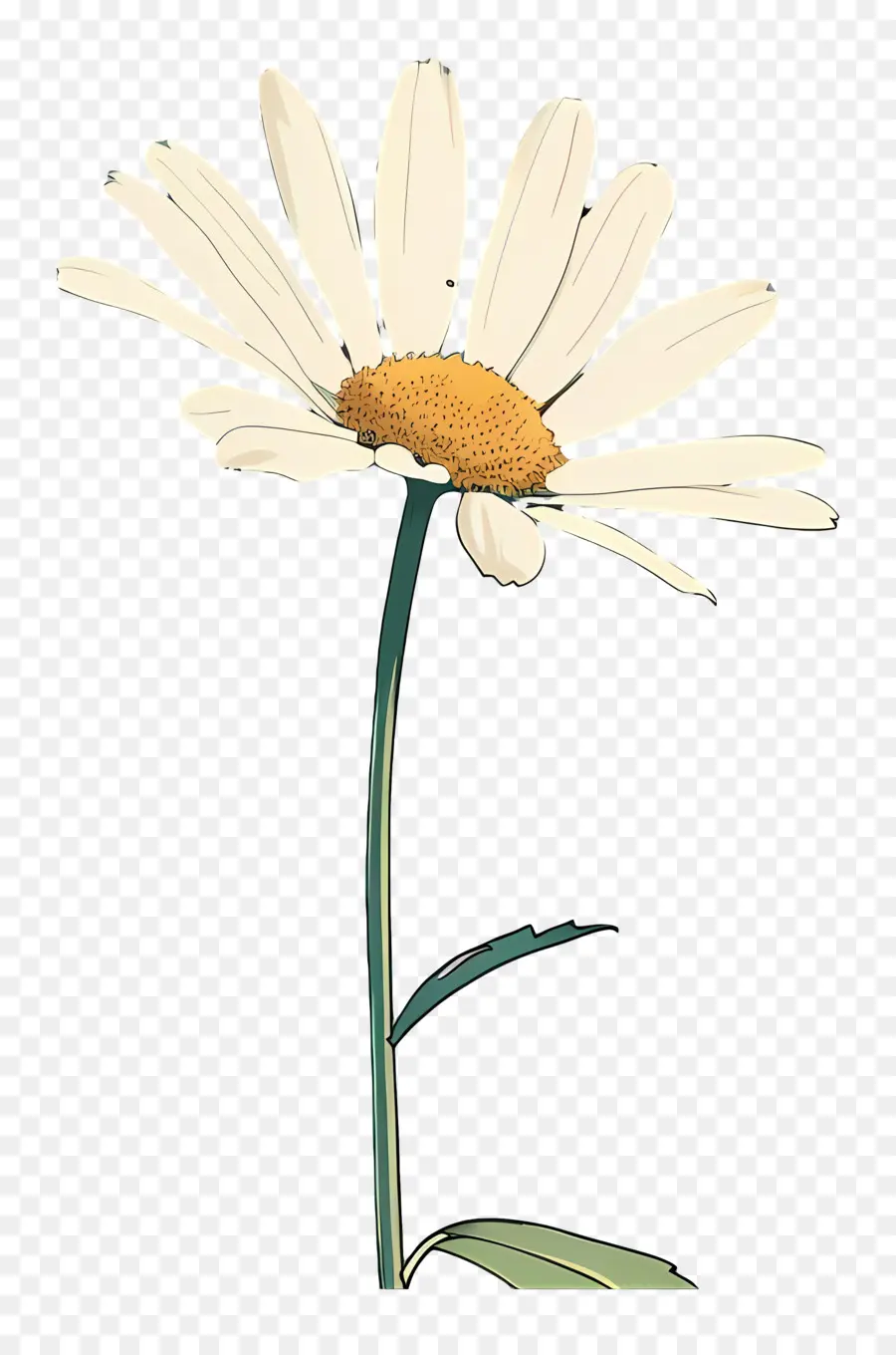 Marguerite，Tige PNG