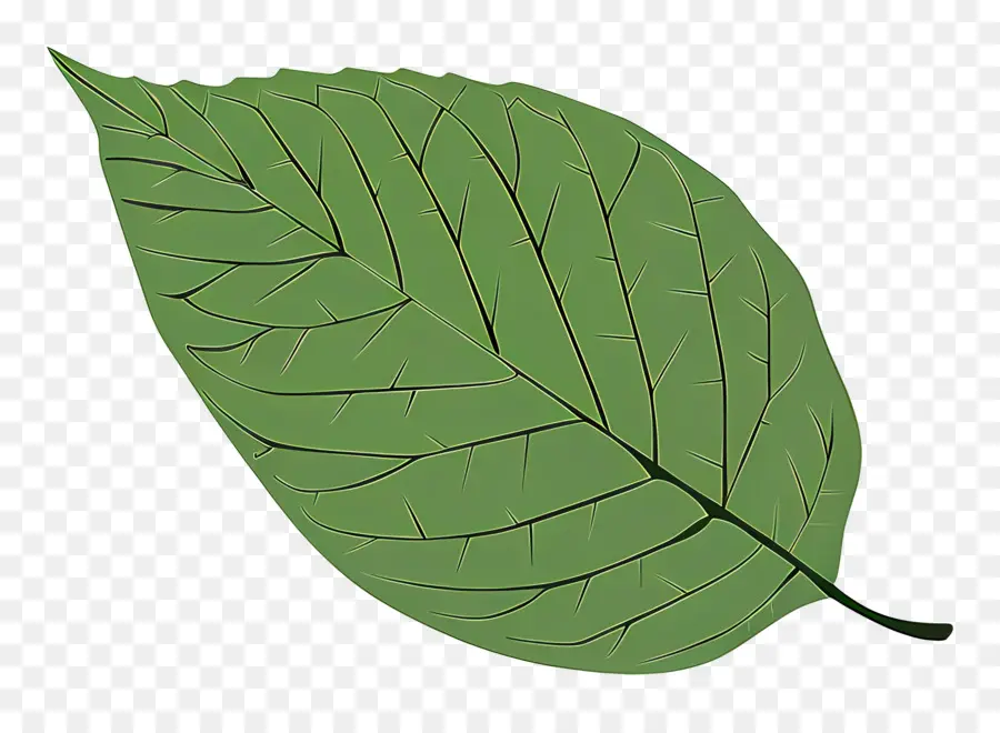 Feuille Verte，Plante À Feuilles PNG